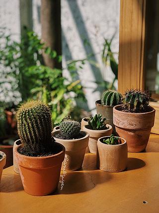 MỘC LITTLE FARM 🍃. - ảnh 2 moc little farm 🍃. - anh 2
