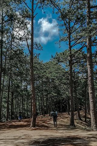 Sự vội vã của thành phố đưa ta về với núi rừng - ảnh 2 su voi va cua thanh pho dua ta ve voi nui rung - anh 2