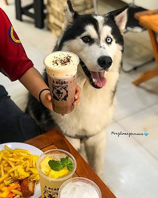 NGHIỆN HUSKY & CORGI ĐÍT BỰ THÌ SAVE NGAY QUÁN TÀ TƯA NÀY - ảnh 2 nghien husky & corgi dit bu thi save ngay quan ta tua nay - anh 2