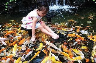 Top 10 quán cafe cá Koi đỉnh nhất tại Sài Thành - ảnh 3 top 10 quan cafe ca koi dinh nhat tai sai thanh - anh 3