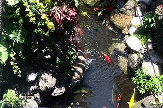 Top 10 quán cafe cá Koi đỉnh nhất tại Sài Thành - ảnh 6 top 10 quan cafe ca koi dinh nhat tai sai thanh - anh 6