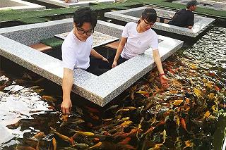 Top 10 quán cafe cá Koi đỉnh nhất tại Sài Thành - ảnh 2 top 10 quan cafe ca koi dinh nhat tai sai thanh - anh 2
