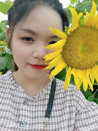 HOA HƯỚNG DƯƠNG - ĐẦM SEN TAM ĐA 🌻🌻 - ảnh 5 hoa huong duong - dam sen tam da 🌻🌻 - anh 5