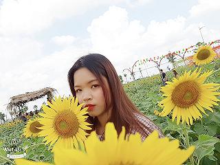 HOA HƯỚNG DƯƠNG - ĐẦM SEN TAM ĐA 🌻🌻 - ảnh 4 hoa huong duong - dam sen tam da 🌻🌻 - anh 4