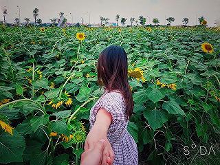HOA HƯỚNG DƯƠNG - ĐẦM SEN TAM ĐA 🌻🌻 - ảnh 6 hoa huong duong - dam sen tam da 🌻🌻 - anh 6