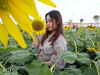 HOA HƯỚNG DƯƠNG - ĐẦM SEN TAM ĐA 🌻🌻 - ảnh 3 hoa huong duong - dam sen tam da 🌻🌻 - anh 3