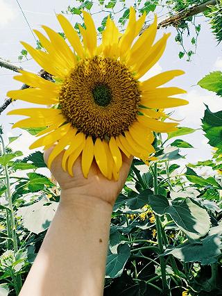 HOA HƯỚNG DƯƠNG - ĐẦM SEN TAM ĐA 🌻🌻 - ảnh 1 hoa huong duong - dam sen tam da 🌻🌻 - anh 1