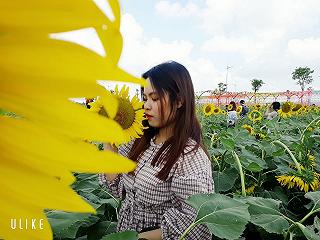 HOA HƯỚNG DƯƠNG - ĐẦM SEN TAM ĐA 🌻🌻 - ảnh 2 hoa huong duong - dam sen tam da 🌻🌻 - anh 2