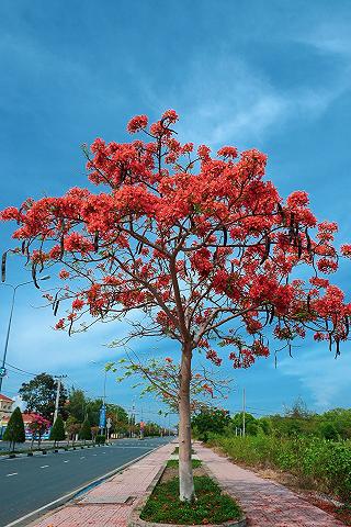 Cần Giờ, đảo Thạnh An đi một mình. - ảnh 3 can gio, dao thanh an di mot minh. - anh 3