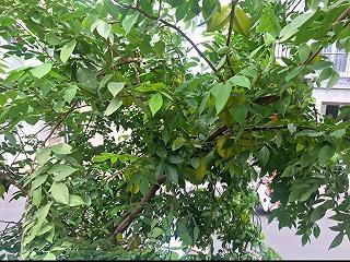 Sau khi đi gần 30 quán, tui đã tìm ra góc cafe XANH, GIÁ ỔN - Phù hợp làm việc - ảnh 6 sau khi di gàn 30 quán, tui dã tìm ra góc cafe xanh, giá ỏn - phù hoop làm vieoc - anh 6