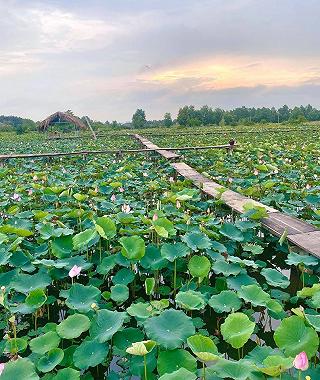 Hồ Sen Tam Đa - Giá Vào Cổng 40.000đ - ảnh 4 ho sen tam da - gia vao cong 40.000d - anh 4
