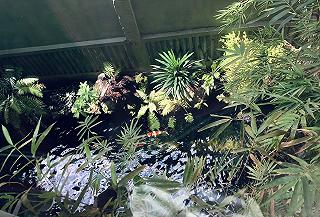 BOX GARDEN CAFE 🌿☘️🍃 - ảnh 2 box garden cafe 🌿☘️🍃 - anh 2