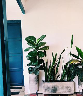 BOX GARDEN CAFE 🌿☘️🍃 - ảnh 4 box garden cafe 🌿☘️🍃 - anh 4