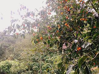 Mộc Trà Farm - Đà Lạt - ảnh 6 moc tra farm - da lat - anh 6