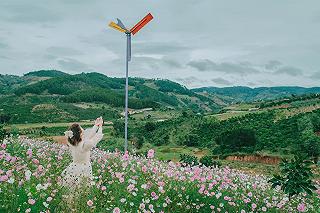 🏵️Thung lũng hoa Tà Nung🏵️ - ảnh 2 🏵️thung lung hoa ta nung🏵️ - anh 2