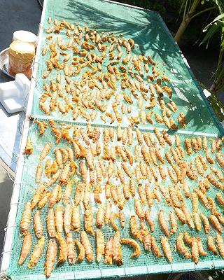 Đảo Thạnh An gần Sài Gòn - ảnh 6 dao thanh an gan sai gon - anh 6