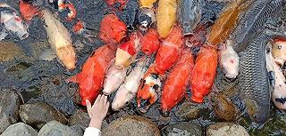 Khu Du Lịch Lá Phong Đà Lạt - ảnh 5 khu du lich la phong da lat - anh 5