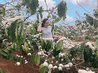 Có ai lên Đak Lak mùa hoa Cà Phê nở không , hoa thơm và đẹp lắm. - ảnh 1 co ai len dak lak mua hoa ca phe no khong , hoa thom va dep lam. - anh 1