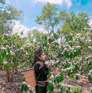 mùa hoa nở ở Dak Lak - ảnh 1 mua hoa no o dak lak - anh 1
