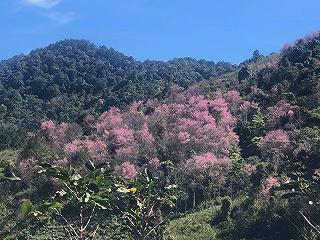 Khu vực mai anh đào đang trổ hiện nay: mộng Đào Nguyên Đà Lạt. - ảnh 3 khu vuc mai anh dao dang tro hien nay: mong dao nguyen da lat. - anh 3