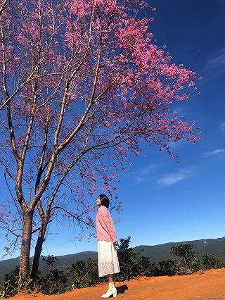 Khu vực mai anh đào đang trổ hiện nay: mộng Đào Nguyên Đà Lạt. - ảnh 2 khu vuc mai anh dao dang tro hien nay: mong dao nguyen da lat. - anh 2