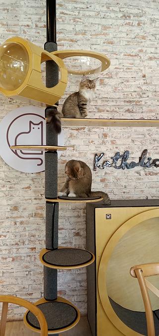 Katholic Coffee - cafe mèo dành cho team thích mều! - ảnh 3 katholic coffee - cafe meo danh cho team thich meu! - anh 3
