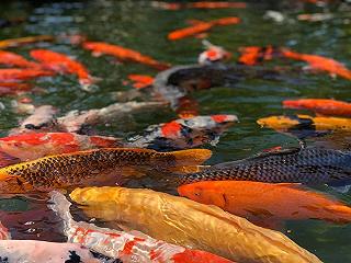 REVIEW ĐÀ LẠT 2 NGÀY 3 ĐÊM CÙNG HỘI BẠN THÂN CỰC KÌ CHI TIẾT - ảnh 4 review da lat 2 ngay 3 dem cung hoi ban than cuc ki chi tiet - anh 4