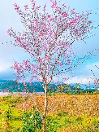 Chuyến đi Đà Lạt đầu tiên trong năm, sáng đi chiều về cùng tri kỷ . Nha Trang - Đà Lạt 1 năm đi chục lần chưa bao giờ 2 đứa thấy ớn. - ảnh 1 chuyen di da lat dầu tiên trong năm, sáng di chieu về cùng tri kỷ . nha trang - da lat 1 năm di chuoc lần chưa bao gio 2 dứa thấy ớn. - anh 1