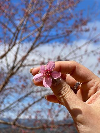 Mùa hoa Anh Đào 2021 🌸🌸🌸🌸 - ảnh 1 mua hoa anh dao 2021 🌸🌸🌸🌸 - anh 1