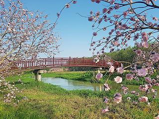 Lạc Trôi Miền Đất Thánh 🕌 Địa Điểm Tham Quan : Tây Ninh - ảnh 3 lac troi mien dat thanh 🕌 dia diem tham quan : tay ninh - anh 3