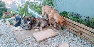 Lại là một quán cà phê chó ở Đà Lạt?! - ảnh 6 lai la mot quan ca phe cho o da lat?! - anh 6