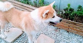 Lại là một quán cà phê chó ở Đà Lạt?! - ảnh 5 lai la mot quan ca phe cho o da lat?! - anh 5