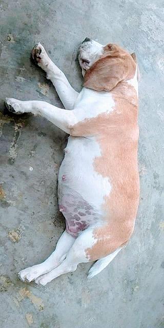 Lại là một quán cà phê chó ở Đà Lạt?! - ảnh 4 lai la mot quan ca phe cho o da lat?! - anh 4