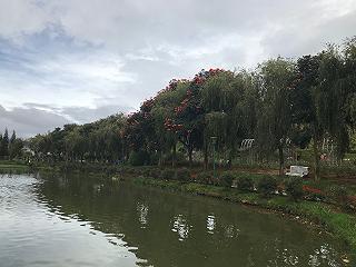 Vườn hoa thành phố Đà Lạt - ảnh 3 vuon hoa thanh pho da lat - anh 3