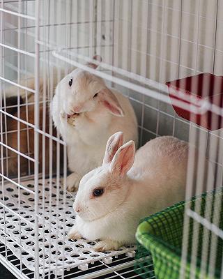 Bunny Tea & Coffee - ảnh 3 bunny tea & coffee - anh 3