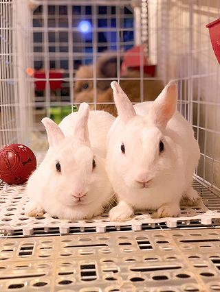 Chiếc quán nhỏ nhỏ xinh xinh với những bé thỏ đáng iu muốn xỉu - ảnh 3 chiec quan nho nho xinh xinh voi nhung be tho dang iu muon xiu - anh 3