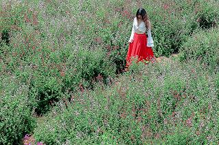 Mê Linh Cofee - ảnh 6 me linh cofee - anh 6