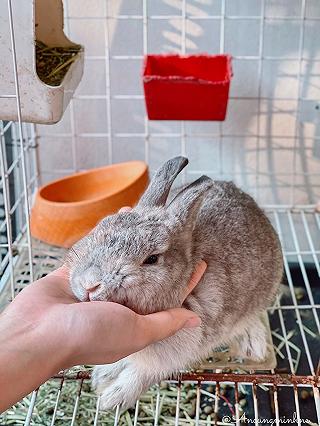 💥 “ĐỘT KÍCH” QUA NHÀ “BUNNY” HẸN HÒ VỚI NHỮNG BÉ THỎ BÉO Ú DỄ HUÔNG SIÊU CẤP ZŨ TRỤ 😝 💥 - ảnh 6 💥 “dot kich” qua nha “bunny” hen ho voi nhung be tho beo u de huong sieu cap zu tru 😝 💥 - anh 6