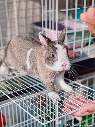 💥 “ĐỘT KÍCH” QUA NHÀ “BUNNY” HẸN HÒ VỚI NHỮNG BÉ THỎ BÉO Ú DỄ HUÔNG SIÊU CẤP ZŨ TRỤ 😝 💥 - ảnh 1 💥 “dot kich” qua nha “bunny” hen ho voi nhung be tho beo u de huong sieu cap zu tru 😝 💥 - anh 1