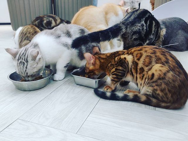 Ngồi hoài không chán với 7 quán cà phê cún cưng đáng yêu hết nấc tại Sài Gòn - ảnh 32 ngoi hoai khong chan voi 7 quan ca phe cun cung dang yeu het nac tai sai gon - anh 32