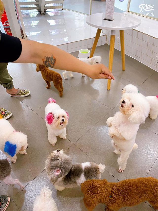 Ngồi hoài không chán với 7 quán cà phê cún cưng đáng yêu hết nấc tại Sài Gòn - ảnh 27 ngoi hoai khong chan voi 7 quan ca phe cun cung dang yeu het nac tai sai gon - anh 27