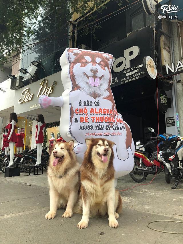 Ngồi hoài không chán với 7 quán cà phê cún cưng đáng yêu hết nấc tại Sài Gòn - ảnh 2 ngoi hoai khong chan voi 7 quan ca phe cun cung dang yeu het nac tai sai gon - anh 2