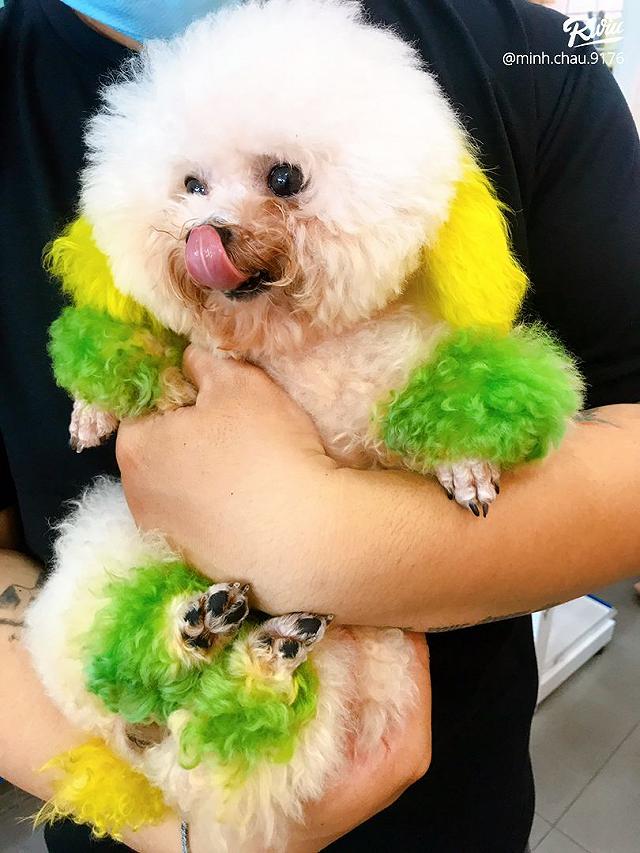 Ngồi hoài không chán với 7 quán cà phê cún cưng đáng yêu hết nấc tại Sài Gòn - ảnh 29 ngoi hoai khong chan voi 7 quan ca phe cun cung dang yeu het nac tai sai gon - anh 29