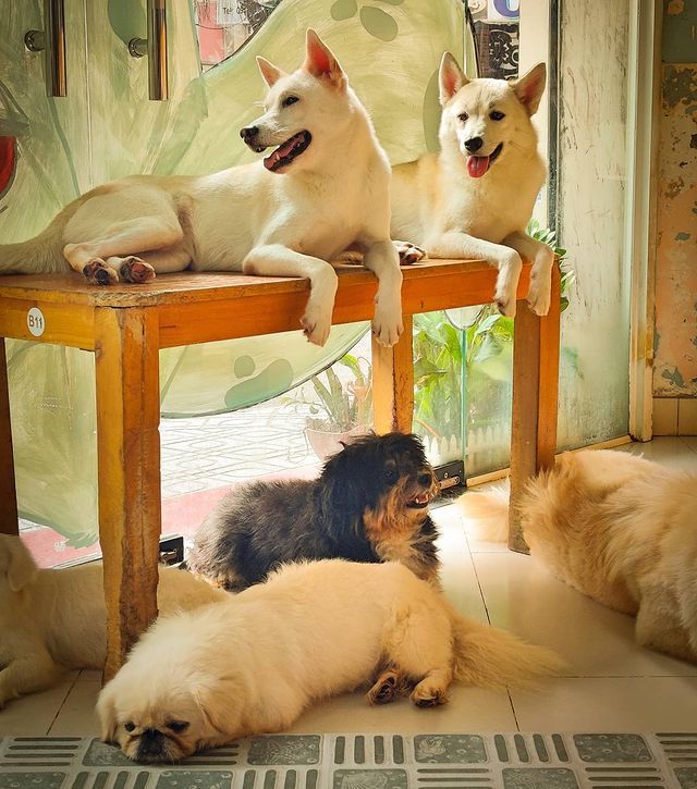 Ngồi hoài không chán với 7 quán cà phê cún cưng đáng yêu hết nấc tại Sài Gòn - ảnh 25 ngoi hoai khong chan voi 7 quan ca phe cun cung dang yeu het nac tai sai gon - anh 25