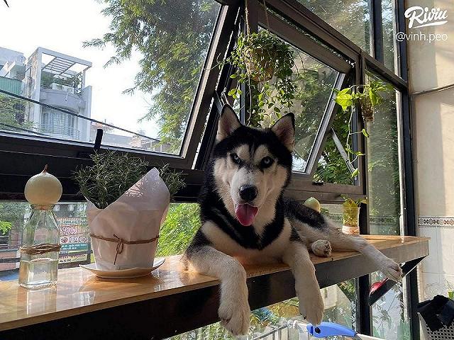 Ngồi hoài không chán với 7 quán cà phê cún cưng đáng yêu hết nấc tại Sài Gòn - ảnh 5 ngoi hoai khong chan voi 7 quan ca phe cun cung dang yeu het nac tai sai gon - anh 5