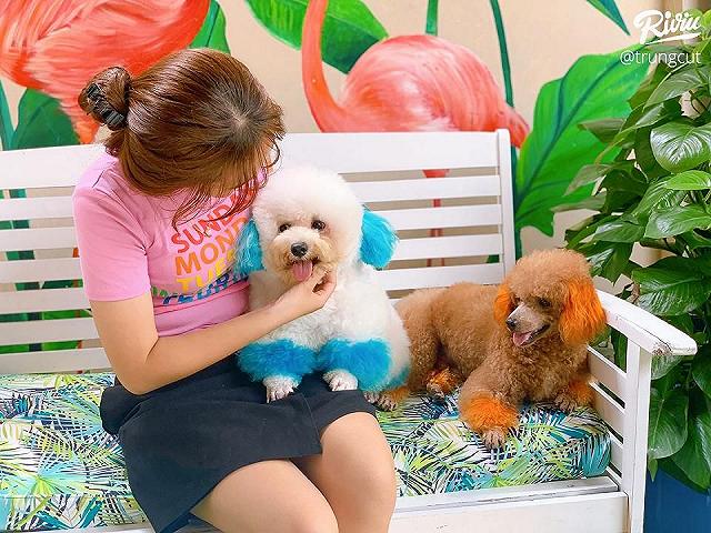 Ngồi hoài không chán với 7 quán cà phê cún cưng đáng yêu hết nấc tại Sài Gòn - ảnh 13 ngoi hoai khong chan voi 7 quan ca phe cun cung dang yeu het nac tai sai gon - anh 13