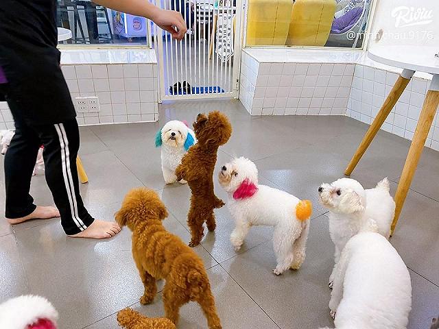 Ngồi hoài không chán với 7 quán cà phê cún cưng đáng yêu hết nấc tại Sài Gòn - ảnh 26 ngoi hoai khong chan voi 7 quan ca phe cun cung dang yeu het nac tai sai gon - anh 26