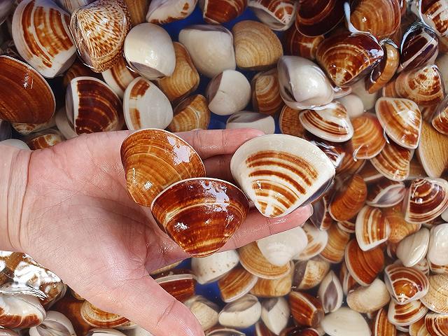 Chợ Bến Đình - khu chợ hải sản tươi ngon giá rẻ ở Vũng Tàu chỉ dân 'nằm vùng' mới biết - ảnh 8 cho ben dinh - khu cho hai san tuoi ngon gia re o vung tau chi dan "nam vung" moi biet - anh 8