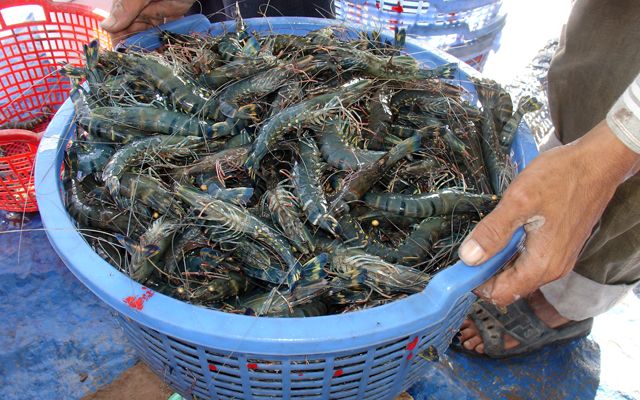 Chợ Bến Đình - khu chợ hải sản tươi ngon giá rẻ ở Vũng Tàu chỉ dân 'nằm vùng' mới biết - ảnh 14 cho ben dinh - khu cho hai san tuoi ngon gia re o vung tau chi dan "nam vung" moi biet - anh 14