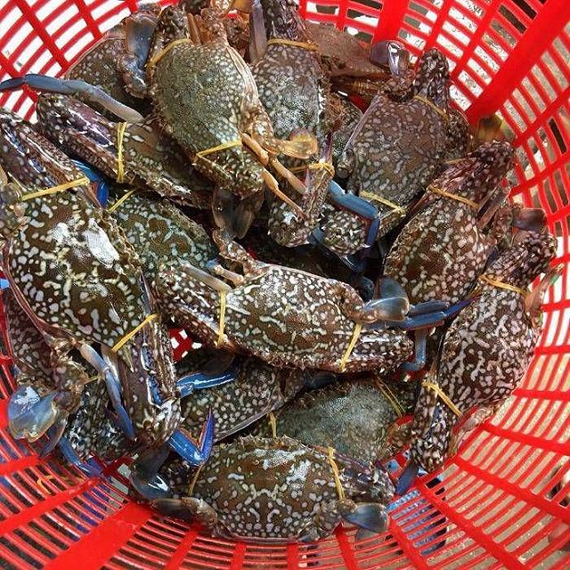 Chợ Bến Đình - khu chợ hải sản tươi ngon giá rẻ ở Vũng Tàu chỉ dân 'nằm vùng' mới biết - ảnh 5 cho ben dinh - khu cho hai san tuoi ngon gia re o vung tau chi dan "nam vung" moi biet - anh 5